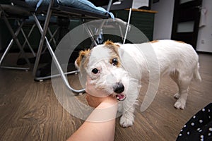 Jack Russell Terrier plays with  hand in the room,  dog bites  hand