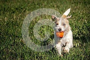 Jack Russell Terrier plays with orange ball on grass