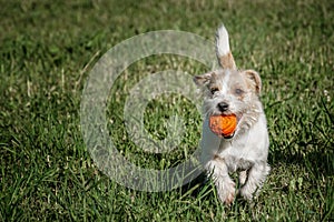 Jack Russell Terrier plays with orange ball on grass