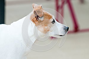 Jack russell terrier profile