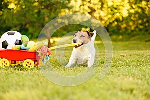 Feliz el perro robando tesoro de a esfera en carretilla sobre el jugar en el jardín 