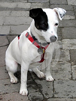 Jack Russell Terrier Pup