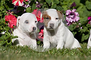 Jack russell terrier pupies sitting in front o