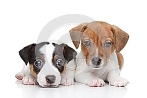 Jack Russell terrier puppies