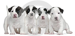 Jack Russell Terrier puppies, 5 weeks old