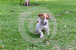 Jack russell terrier puppies playing the green park, Little Jack Russell puppy playing with green grass