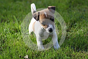 Jack Russell Terrier Puppy