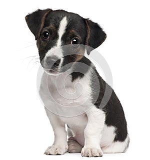 Jack Russell Terrier puppy, 2 months old