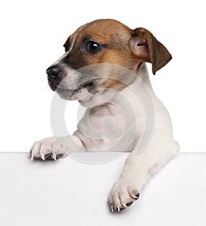 Jack Russell Terrier puppy, 2 months old