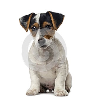 Jack Russell Terrier puppy (2 months old)