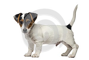 Jack Russell Terrier puppy (2 months old)