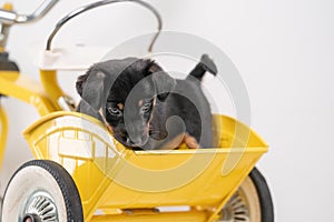 Jack Russell Terrier puppy, 2 months old, puppy sits in the back of a yellow tricycle