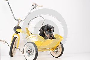 Jack Russell Terrier puppy, 2 months old, puppy sits in the back of a yellow tricycle