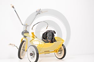 Jack Russell Terrier puppy, 2 months old, puppy sits in the back of a yellow tricycle