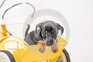 Jack Russell Terrier puppy, 2 months old, puppy sits in the back of a yellow tricycle
