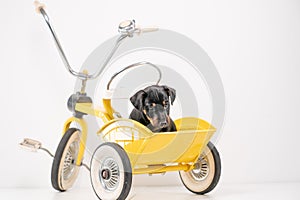 Jack Russell Terrier puppy, 2 months old, puppy sits in the back of a yellow tricycle