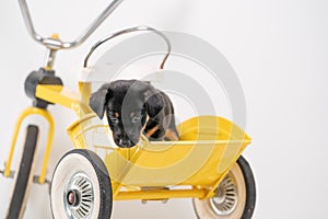 Jack Russell Terrier puppy, 2 months old, puppy sits in the back of a yellow tricycle