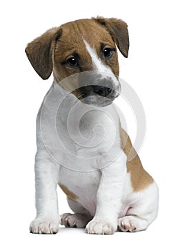 Jack Russell Terrier puppy, 2 months old, sitting