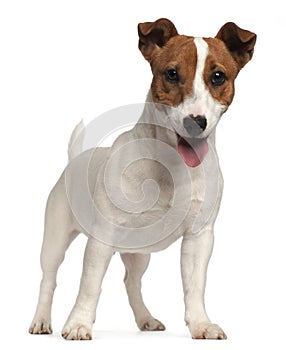 Jack Russell Terrier puppy photo