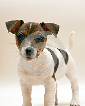 Jack russell terrier puppy