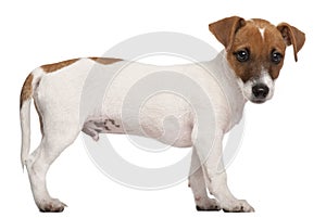 Jack Russell Terrier puppy, 3 months old