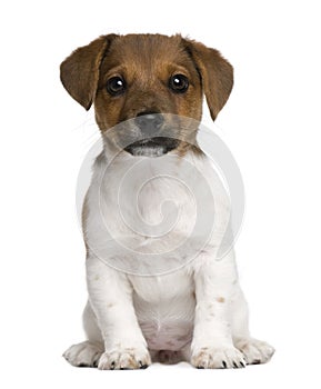 Jack Russell terrier puppy, 3 months old, sitting