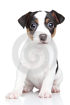 Jack Russell terrier puppy