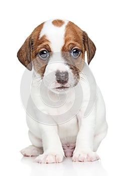 Jack Russell terrier puppy