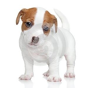 Jack Russell terrier puppy