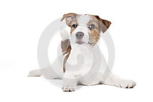 Jack Russell terrier puppy