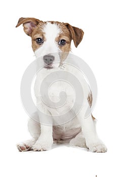 Jack Russell terrier puppy