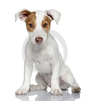 Jack Russell terrier puppy, 4 months old, sitting