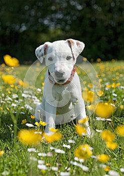 Jack Russell Terrier Puppy