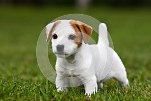 Jack Russell Terrier puppy