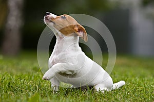 Jack Russell Terrier puppy