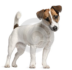 Jack Russell Terrier puppy, 7 months old