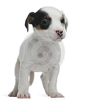 Jack Russell Terrier puppy, 7 weeks old