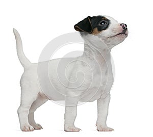 Jack Russell Terrier puppy, 7 weeks old