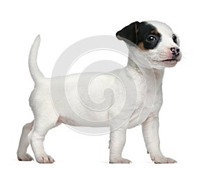 Jack Russell Terrier puppy, 7 weeks old