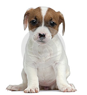 Jack Russell Terrier puppy, 7 weeks old, sitting