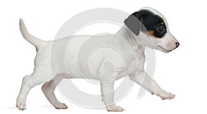 Jack Russell Terrier puppy, 7 weeks old, walking