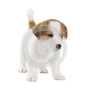 Jack Russell Terrier puppy