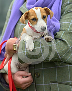 Jack Russell Terrier puppy being cradled