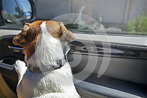 Jack russell terrier puppy in the car looks out the window in the car in the front seat forward. family holiday