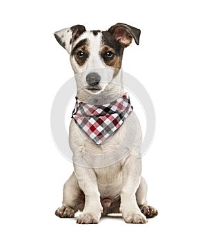 Jack Russell Terrier puppy with checked scarf