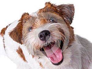 Jack Russell Terrier Puppy Close Up portrait