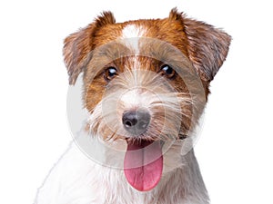 Jack Russell Terrier Puppy Close Up portrait