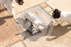 Jack Russell Terrier puppy dogs are playing. Dog 7,5 weeks old