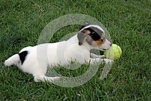 Jack russell terrier puppy enjoys playing with a tennis ball