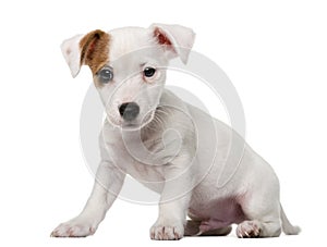 Jack Russell Terrier puppy in front of a white ba